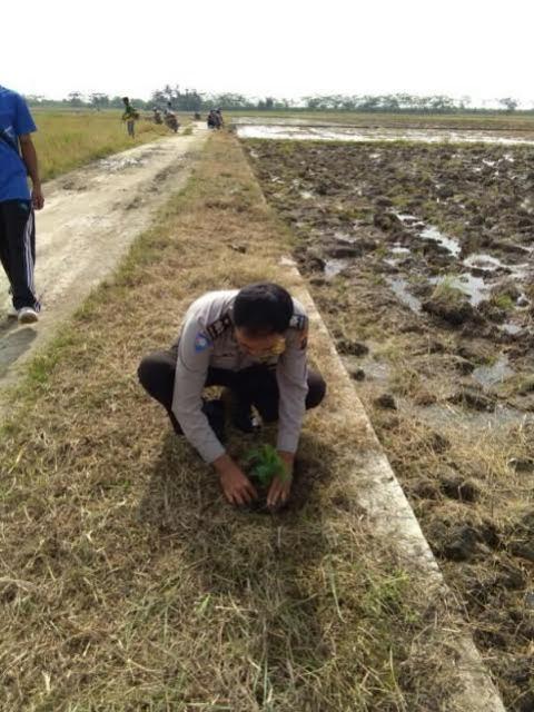 Musim Tanam Padi, Bhabinkamtibmas Pagar Marbau Tanam Bunga Anti Hama 