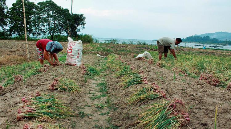 Samosir Andalkan Varietas Bawang Merah Batu Ijo