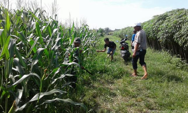 Koramil 21/TJ Dampingi Kelompok Tani Memupuk Jagung