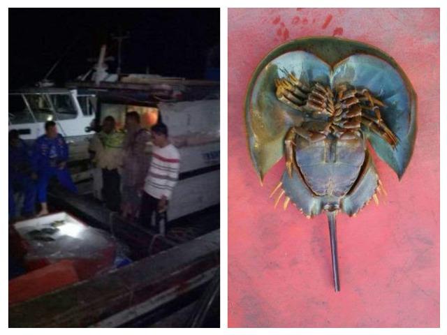 Kapal Bermuatan Belangkas Ditangkap Dit Polair Poldasu