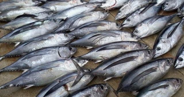 Geser Thailand, Tuna Kaleng Indonesia Raih USD 385 Ribu di Arab Saudi