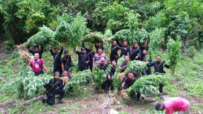 Satu Hektar Ladang Ganja Siap Panen Ditemukan di Madina