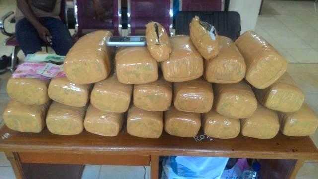 Bawa Ganja 20 Bal, Situmorang Diamankan Polres Langkat dari Bus Simpati Star