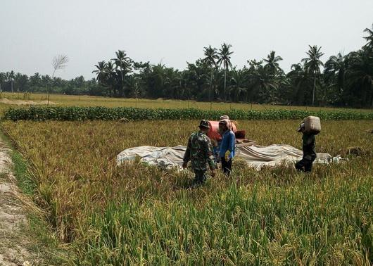 Babinsa Koramil 13/BP Panen Padi Bersama Petani di Asahan