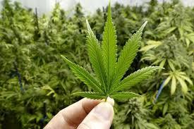 BNN Temukan Ladang Ganja Seluas 2,5 Ha di Madina