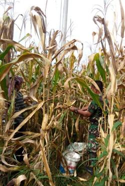 Babinsa Ramil 20/TK Menjadi Motivasi Bagi Petani Jagung