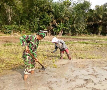 Meningkatkan Swasembada Pangan, Babinsa Ramil 13/BP Bantu Pengolahan Tanah