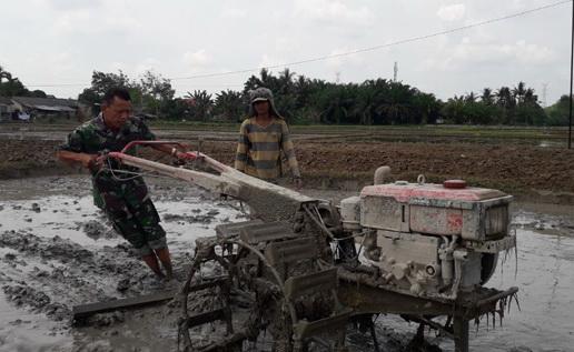 Babinsa Dampingi Petani Bajak Sawah di Tebing Tinggi