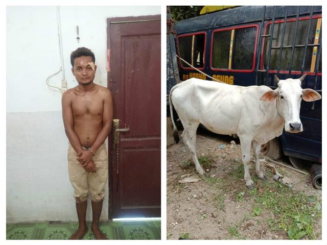 Berduaan Bersama Lembu Curian dari Kebun PT Smart Labuhanbatu Utara, Pria Ini Ditangkap Polisi