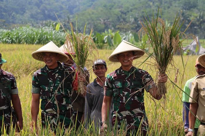 Danrem 071/Wk Panen Padi Demplot di Desa Banjarsari Kulon Banyumas