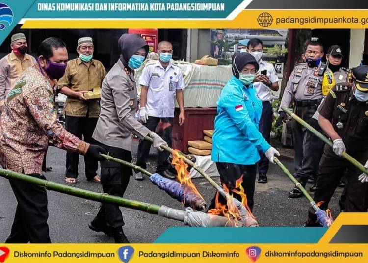 Polres Padangsidimpuan Musnahkan 250 Kilogram Ganja 