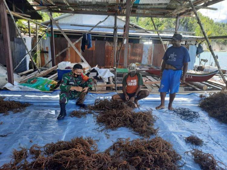 Tingkatkan Ekonomi Warga, Babinsa Kodim Yawa Dukung Budidaya Rumput Laut