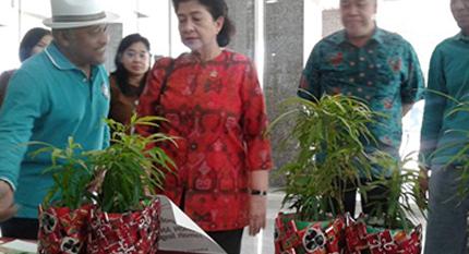 Zodia, Tanaham Hias Pengusir Nyamuk