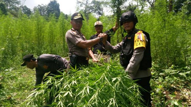 Personil Brimob Polda Sumut Musnahkan 3 Hektar Ladang Ganja 