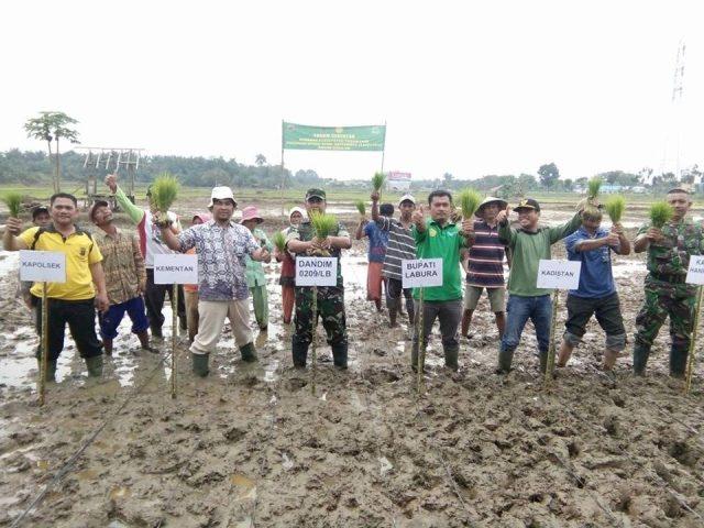 Dukung Upsus ASEP, Kodim 0209/LB Laksanakan Tanam Padi Serentak