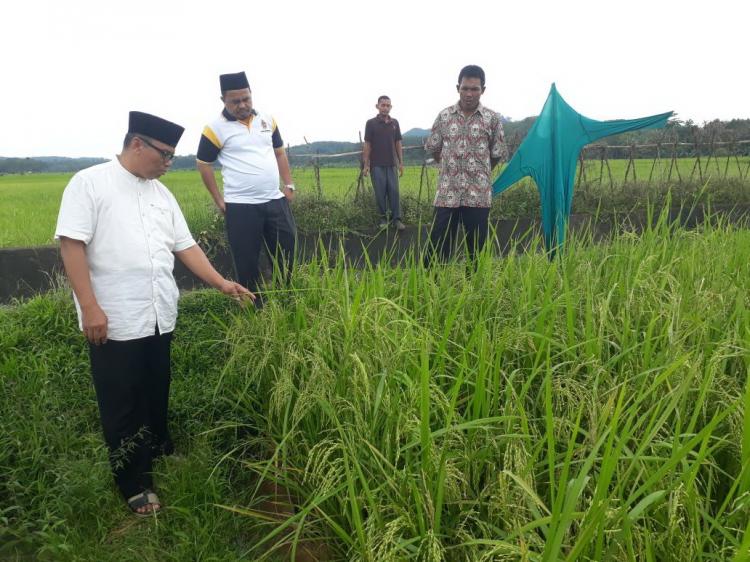Anggota DPR Asal Sumbar Ini Tolak Impor Beras