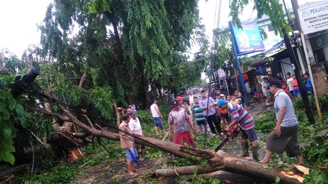 Hujan Deras Guyur Kota Medan, Sejumlah Pohon Bertumbangan di Amplas dan Denai