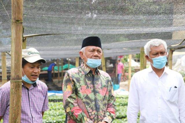 Ganti Tanaman yang Sudah Berumur, Pemkab Toba Akan Bagikan 40 Ribu Bibit Kopi