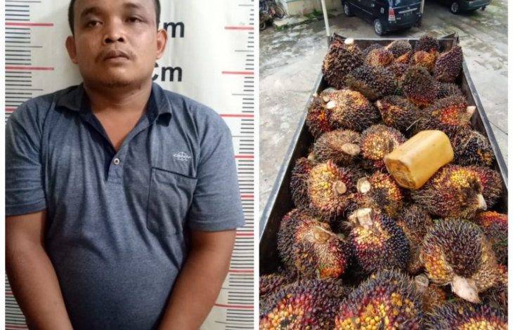 Mencuri 7 Ton Sawit Saat Lebaran, Pak Jarwo Ditangkap Polsek Salapian