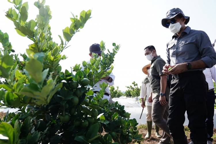 Wagub Sumut Kunjungi Lahan Puslitbang Diklat Agrinas, Jajaki Penerapan Pertanian Presisi di Sumut