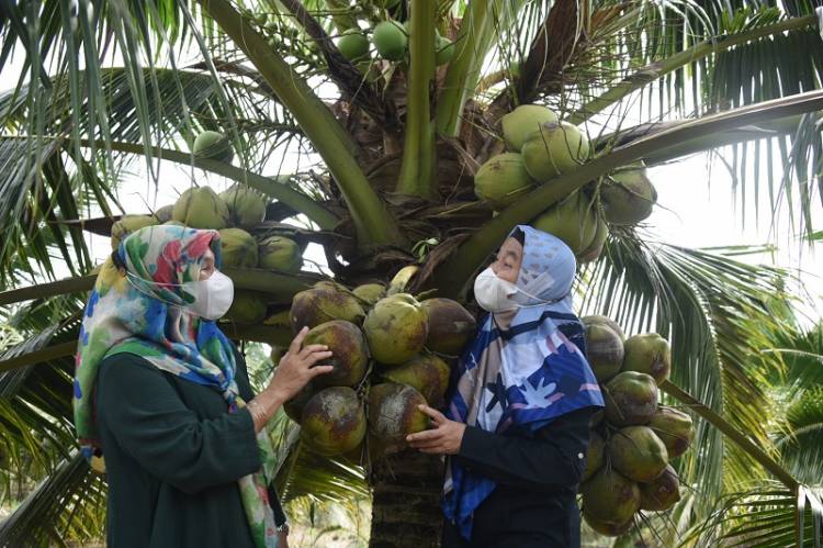 Sekdaprov Sumut Tinjau Pembibitan Kelapa Genjah Pandan Wangi, Sabrina Nilai Sangat Layak Dikembangkan di Sumut