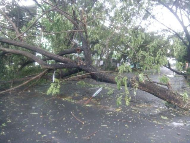 Hujan Disertai Angin Kencang Tumbangkan Pohon dan Papan Reklame di Kota Binjai 