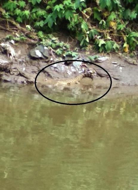 BKSDA Belum Temukan 3 Ekor Buaya yang Dilihat Warga Sedang 'Berjemur' di Pinggiran Sungai Deli 