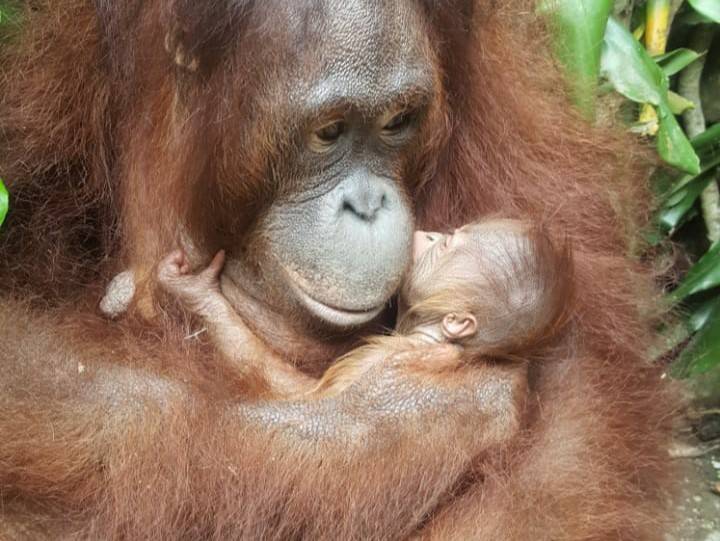  Berkah Idul Fitri, di Masa Pandemi Covid-19 Telah Lahir Satwa-Satwa Dilindungi