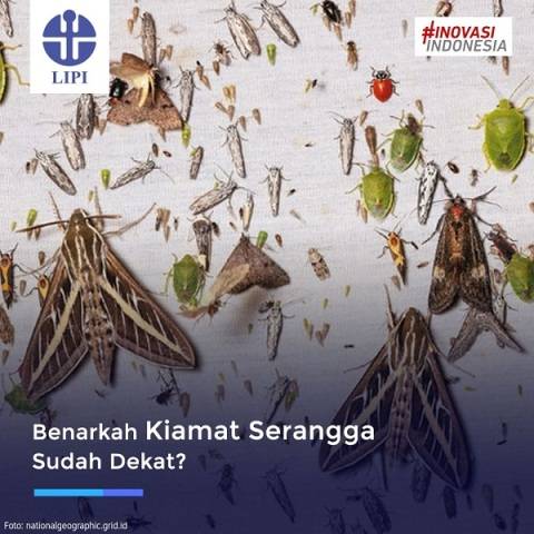 Populasi Menurun, Kiamat Serangga Sudah Dekat?