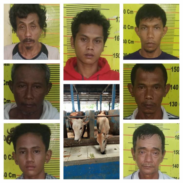 Komplotan Pencuri Ternak Ditangkap Tekab Polsek Delitua, 5 Ekor Lembu Curian Turut Diamankan