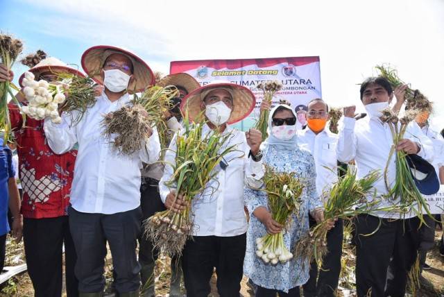 Gubsu Bersemangat Genjot Budidaya Bawang Putih di Humbahas