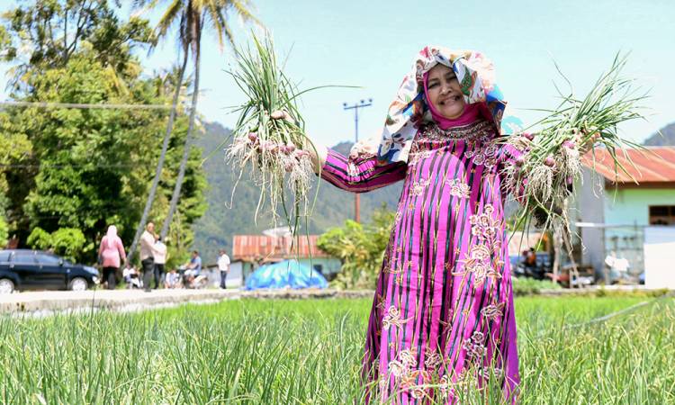 Panen Bawang dan Jeruk di Humbahas, Nawal Ajak Masyarakat Jaga Ketahanan Pangan