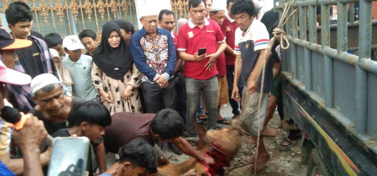 Hari Raya Iduladha, Pewarta Polrestabes Medan Sembelih 2 Ekor Lembu