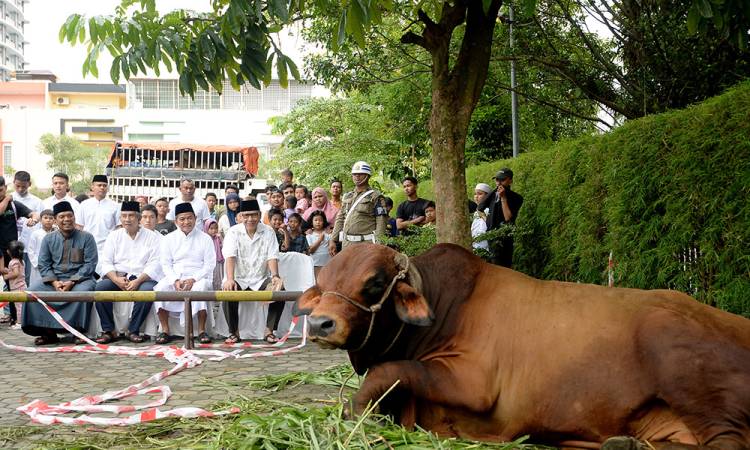 Pemprov Sumut Kurban 158 Lembu dan 3 Kambing, Lembu Kurban Pj Gubernur Hassanudin Berbobot 1 Ton Lebih