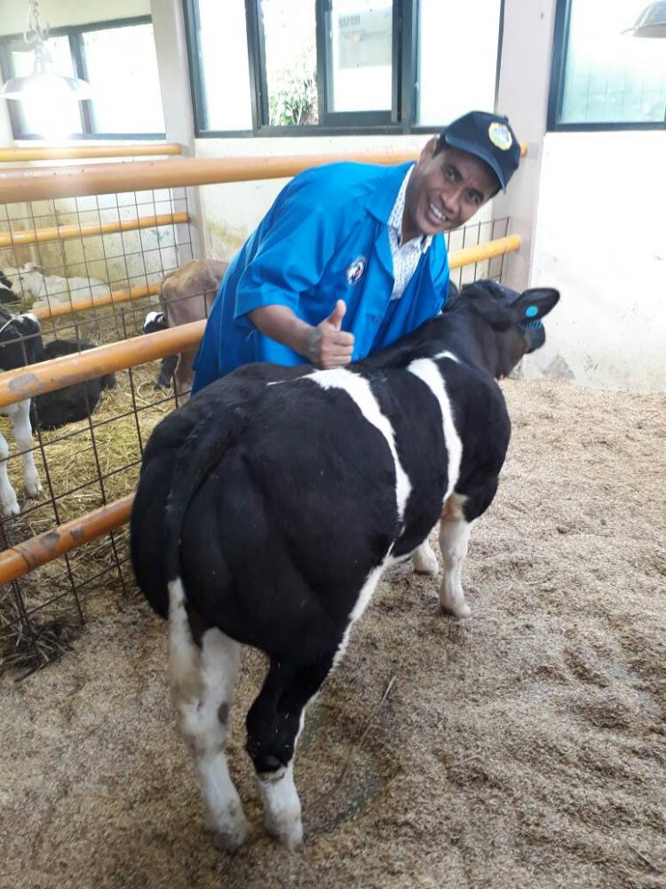 Kementan Siapkan 20 M untuk Kembangkan Sapi Belgian Blue