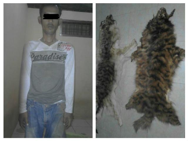 Sudah Mencuri, Bawa Kulit Harimau Lagi, PN Diamankan Warga Biru-Biru