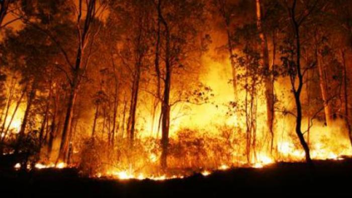 64 Hektare Lahan Terbakar di Aceh Barat Terus Dipadamkan