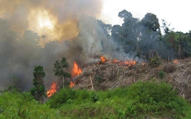 Capai 50 Hektare, Kebakaran Hutan Dolok Tolong Tobasa Akhirnya Berhasil Dipadamkan