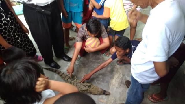 Warga Sei Mati Tangkap Buaya Muara di Sungai Deli