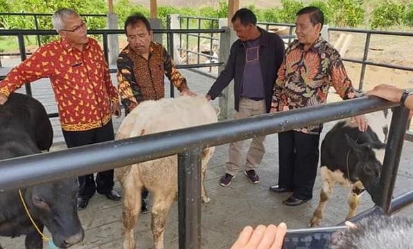 Pemkab Humbahas Terima Sapi Belgian Blue dari BPTU-HPT Palembang