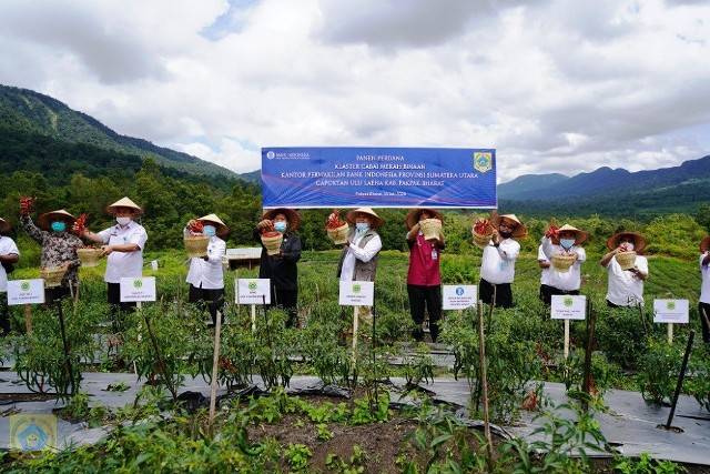 Pj Bupati Pakpak Bharat Panen Raya Perdana Cabe Merah Kerjasama dengan Bank Indonesia