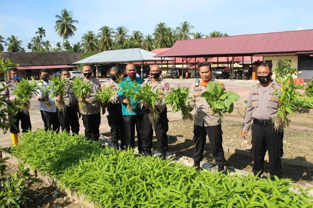 Kapolres Madina Tanam Sayuran, Manfaatkan Lahan Kosong untuk Perkuat Ketahanan Pangan