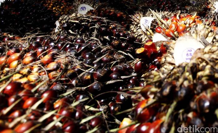 Polsek Teluk Mengkudu Tangkap Pencuri Sawit, Aksinya Sering Ketahuan, Si Maling Malah Aniaya 2 Penjaga Kebun