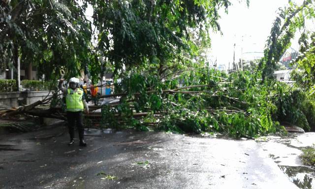 Hujan Disertai Angin Kencang di Kota Medan Tumbangkan Sejumlah Pohon di Jalan Imam Bonjol-Cut Meutia