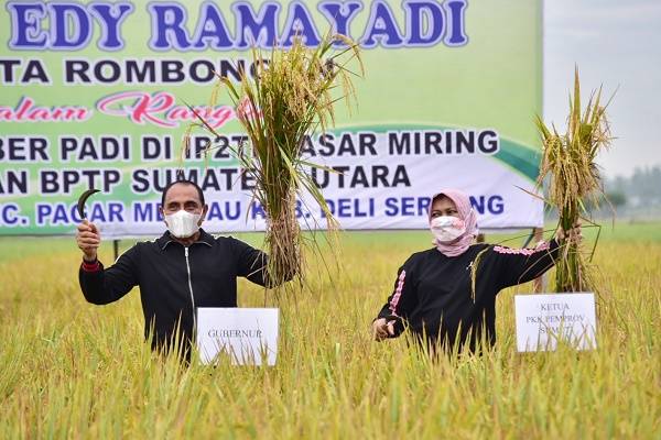 Panen Padi di Deli Serdang, Edy Rahmayadi Harapkan Seluruh Petani Sumut Gunakan Varietas Unggul