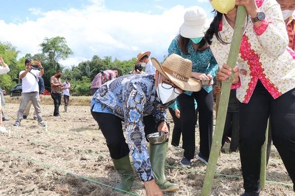 Siapkan Bibit Berkualitas, Bupati Toba Ajak Masyarakat Manfaatkan Lahan Kosong Bertanam Jagung