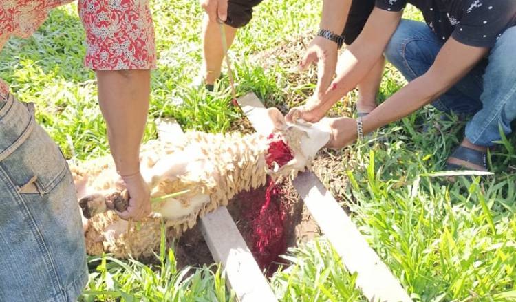 Kemenag Sumut Serahkan Sapi Kurban Kepada PD Tarbiyah Perti Sumut