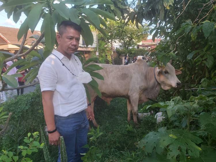  Iduladha 1443 H, Pewarta Polrestabes Medan Sembelih 3 Ekor Lembu