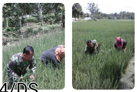 Babinsa Koramil 24/Tebing Tinggi Bersihkan Gulma di Sergei