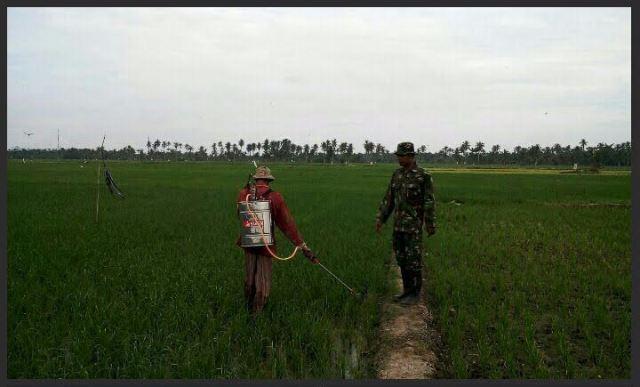Babinsa Koramil 18/Brandan Dampingi Petani Semprot Hama di Kelurahan Tangkahan Durian